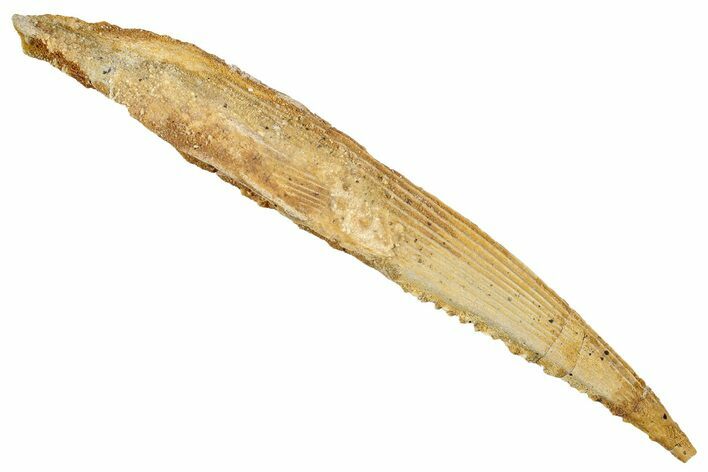 Fossil Shark (Hybodus) Dorsal Spine - Kem Kem Beds, Morocco #277677